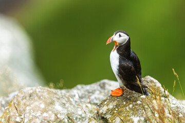 Atlantic Puffin (Fratercula arctica) close-up portrait with detailed colourful beak