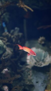 Underwater footage of a threadfin anthias swimming near a coral reef. Colorful tropical reef fish captured in clear water, ideal for marine life, ocean biodiversity, and nature projects.