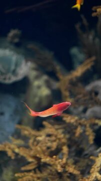 Underwater footage of a threadfin anthias swimming near a coral reef. Colorful tropical reef fish captured in clear water, ideal for marine life, ocean biodiversity, and nature projects.