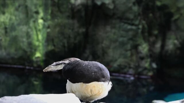 High-quality footage of a razorbill seabird standing on a rocky coastal cliff near the ocean. Wildlife scene highlighting a black and white marine bird native to the North Atlantic. 