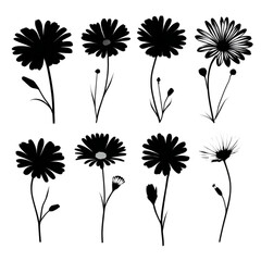 Obraz premium Set of black daisy and chamomile flower silhouettes.