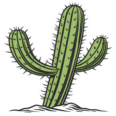 cactus in the desert