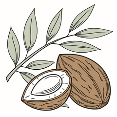 vector illustration of a coconut