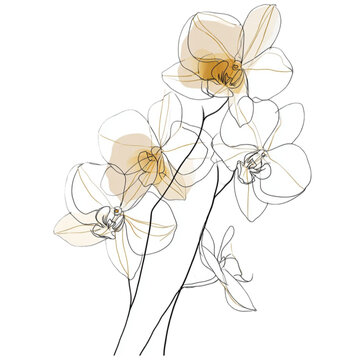 Elegant line art illustration of a blooming orchid branch.