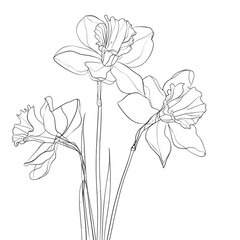 Obraz premium Elegant line art illustration of three daffodil flowers.