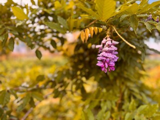 Wisteria sinensis (Chinese wisteria) cluster of purple flowers hanging gracefully among green leaves, showing vibrant color contrast and soft natural light in a garden setting.