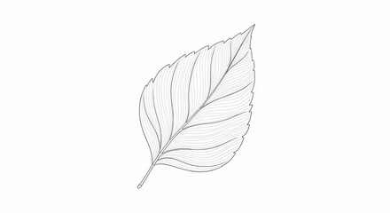 Delicate Leaf Detail: A detailed, single leaf, captured in a minimalist line drawing, showcasing intricate veins and textures, a testament to nature's artistry.