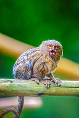 Close-Up of a Curious Pygmy Marmoset Sitting on a Wooden Branch in Its Natural Habitat
