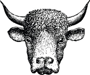 Vector art of closeup vintage illustration of a bulls head, featuring prominent horns and a textured coat, in a classic black and white style