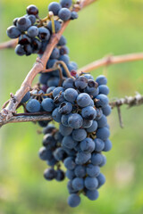 Grapes are the fruit of the grapevine (Vitis vinifera). A bunch of grapes is an infructescence, that is, a grouping of fruits, which together is called a bunch.