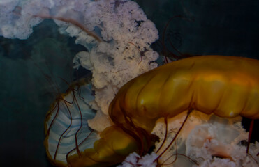 Colorful jellyfish floating gracefully in deep ocean water