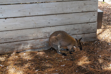 A small Australian wallaby rests on dry pine needles in the shade of a rustic wooden fence at a zoo.