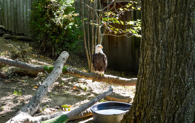 Bald eagle standing on branch in sunlight