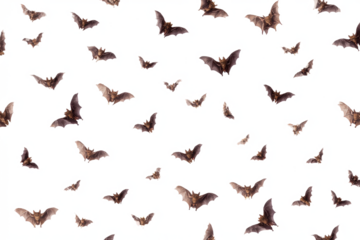 Bats flying on a white background a spooky pattern for Halloween perfect for backgrounds and overlays