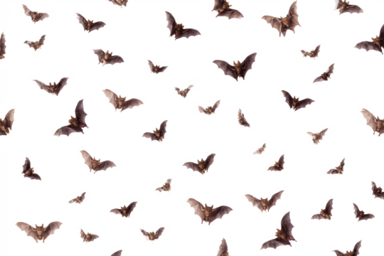Bats flying on a white background a spooky pattern for Halloween perfect for backgrounds and overlays