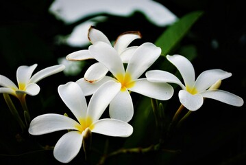 white frangipani flower