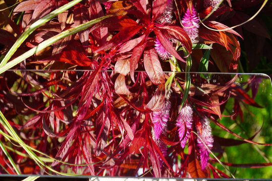Celosia crista and the mirror