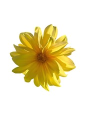 Bright yellow dahlia flower close-up on white background. Perfect for floral design, posters, greeting cards, or botanical illustration concepts.