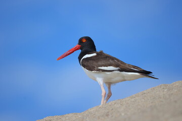 oystercatcher