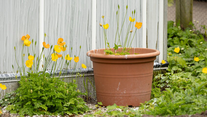 Bright Yellow Poppies in a Terracotta Pot by a Glass Greenhouse Garden Scene Setting