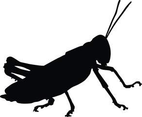 Grasshopper Icon Vector on White Background