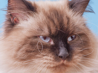 Cat on a blue background. Beige cat with blue eyes.