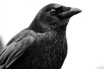 Close-up portrait of a black crow detailed feathers and sharp beak isolated on white background