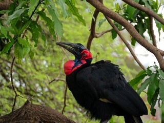 African Ground Hornbill © Preston