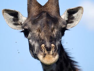 Giraffe 