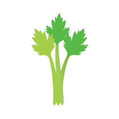 fresh celery stalks with leafy tops on white background