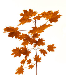 Fresh yellow brown golden red gold maple leaves on tree branch isolated on white background. Backdrop of colorful lush maple foliage. springtime season. spring time.
