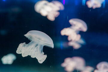 underwater photography jellyfish lychnorhiza lucerna, Marble jellyfish