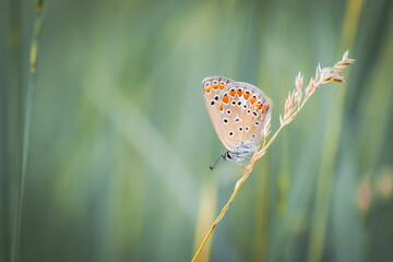 Butterfly on a blade of grass in a meadow