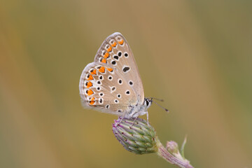Butterfly on a blade of grass in a meadow © bluejeansw