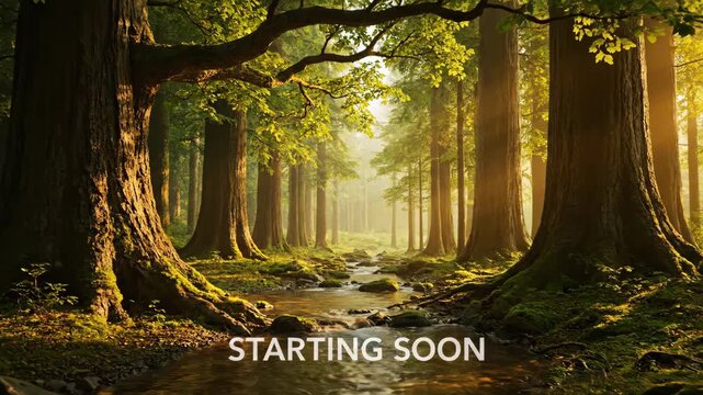 Enchanted forest with a mystical stream, morning sun rays illuminating magical atmosphere, nature scene animation loop