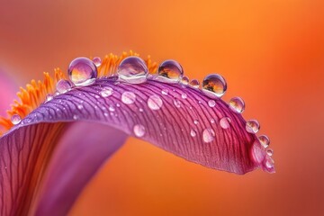 A mesmerizing macro capture of a vibrant purple flower petal adorned with glistening water droplets, each reflecting a golden-orange backdrop.