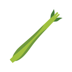 ong drumstick vegetable moringa pods with segme 