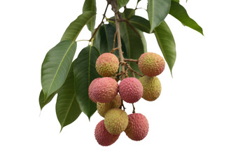 Obraz premium A bunch of ripe lychees hanging from a branch with green leaves, isolated on a transparent background. background removed
