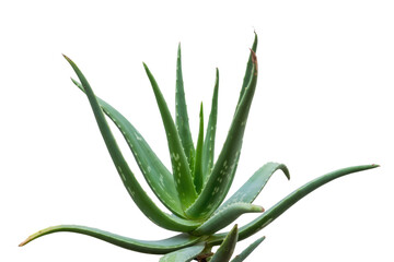 Obraz premium A vibrant green aloe vera plant with succulent leaves, isolated on a transparent background. background removed