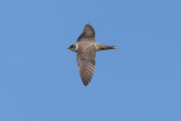 Obraz premium 青空を背景に飛翔するショウドウツバメ