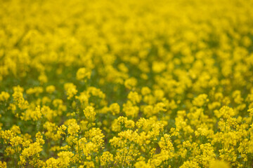 Field of yellow rapeseed flowers blooming in spring. Concept of agriculture, nature, farming, countryside, growth.