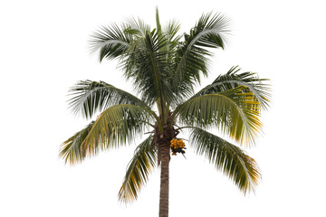 Fototapeta premium A tall coconut palm tree with lush green fronds and a bunch of yellow coconuts. background removed