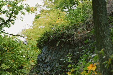 Dense forest scene with a rocky outcrop covered in abundant moss and lush greenery. The dark stone contrasts with the vibrant plant life; creating a tranquil, wild atmosphere. It?s a quiet, calming l