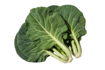 Three vibrant green collard greens, showcasing their thick stalks and broad leaves. background removed