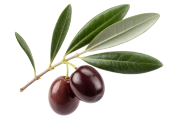 Two ripe olives on a branch with green leaves, isolated on a transparent background. background removed
