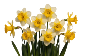 A bouquet of eight daffodils with white petals and yellow centers, isolated on a transparent background. background removed