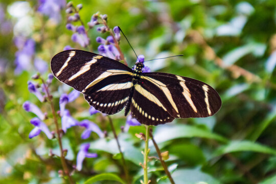 Zebrafalter
