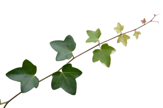 A sprig of ivy with five-lobed leaves, showcasing vibrant green and yellowish hues against a muted green backdrop. background removed