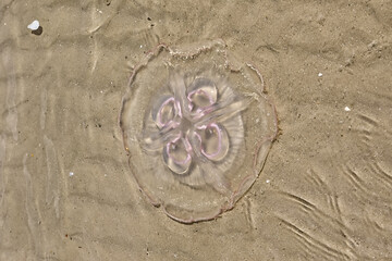 Moon jellyfish are commonly found in Port Aransas, especially during warm weather or when they experience population blooms