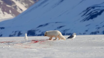 An Arctic Fox Scavenges for Food on a Vast Snowy Plain, Surrounded by Gulls and Distant Icy Mountains Under a Clear Sky - Powered by Adobe